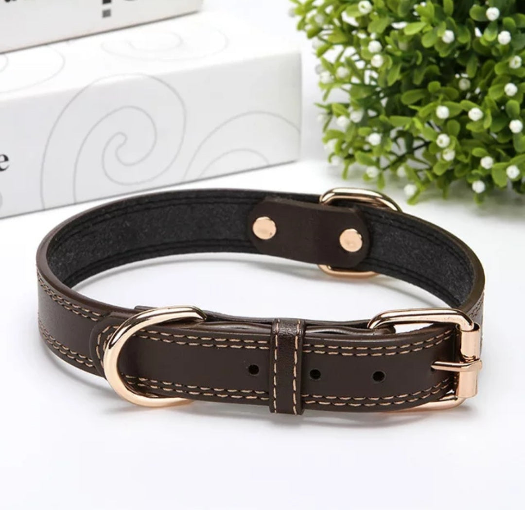 Leather collar with gold buckle